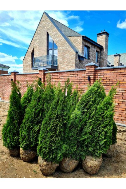 Вечнозеленая туя Смарагд для декоративного оформления участков.